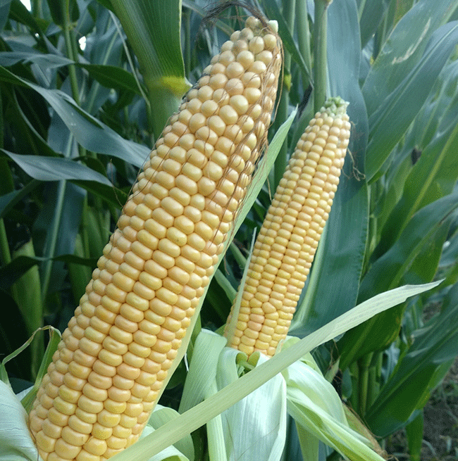 SemillaMaizAstonOleokelsaOleomaiz