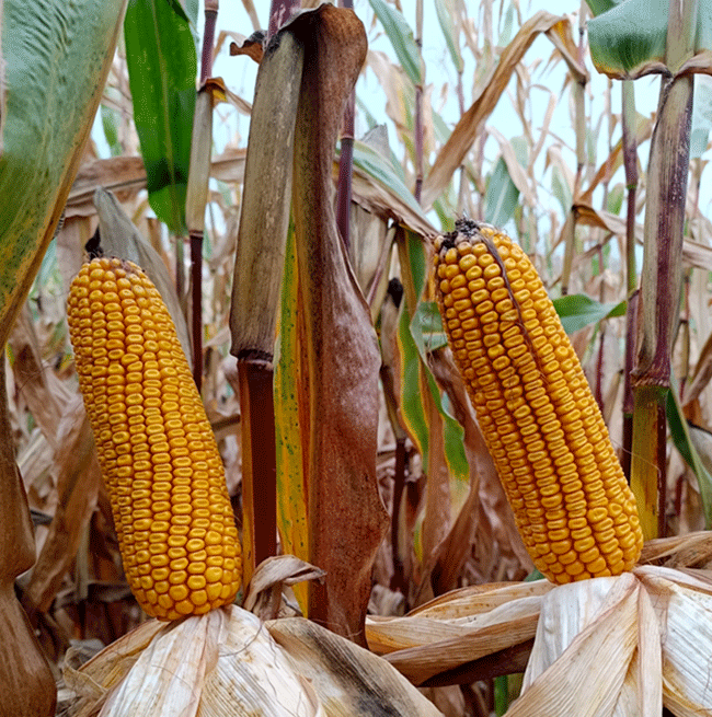 SemillaMaizInspiriaOleokelsaOleomaiz