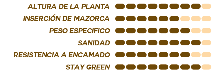 SemillaMaizMAS 335 I EspecificacionesOleokelsaOleomaiz