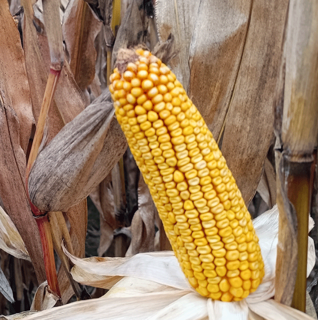 SemillaMaizMAS 538 P OleokelsaOleomaiz